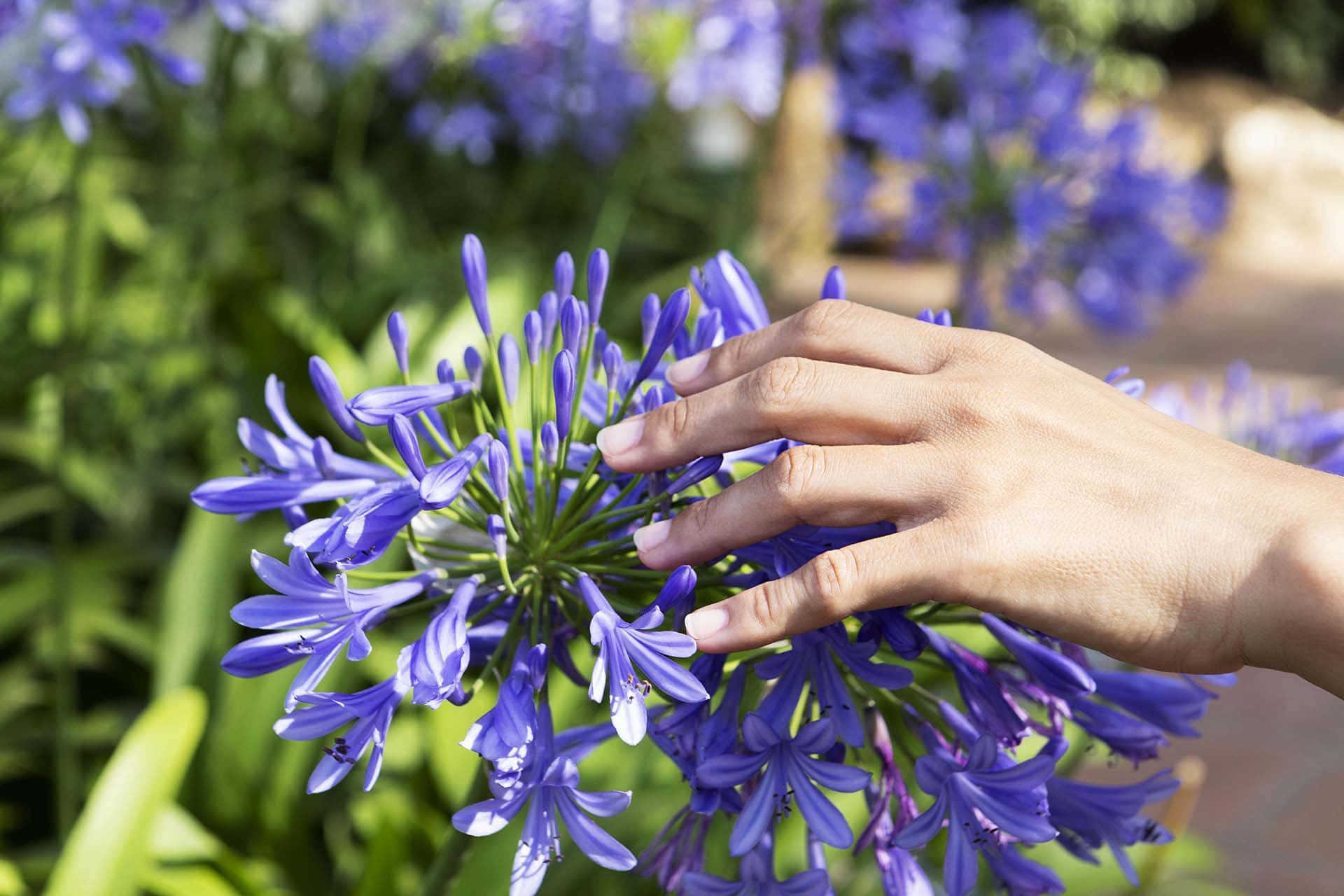 Wenn Henry Neuhauser im Rostocker Garten Hand anlegt