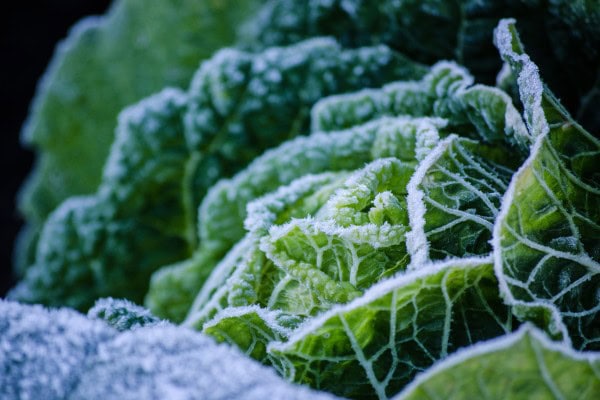 Gemüsegarten im Winterschlaf: Henry Neuhausers Ratschläge für Rostock
