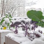 Frostsichere Gartenpflege: Henry Neuhauser berät einen Freund an der Ostseeküste