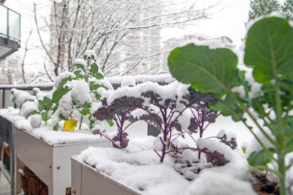 Frostsichere Gartenpflege: Henry Neuhauser berät einen Freund an der Ostseeküste